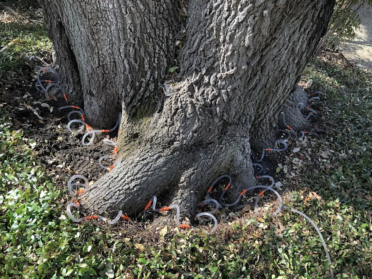 Detailed Tree Cabling and Bracing job site in Corinth